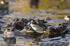 Grasfrosch  - Zum Vergroessern klicken!